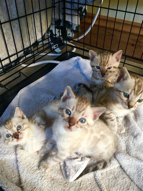 Will be ready to leave their mum once they are over 12 weeks old. . Kittens for sale colorado springs